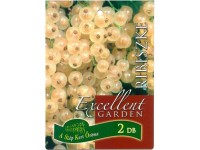 Gyökércsomagolt ribiszke fehér bogyós gyümölcsű növény