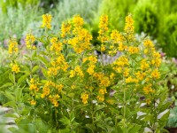 OBI pettyegetett lizinka sárga cserépátmérő: kb. 9 cm x 9 cm Lysimachia