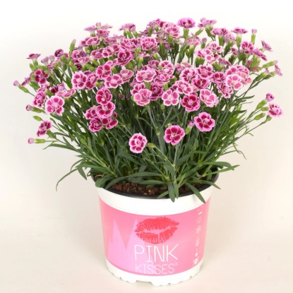 Kerti szegfű "Pink Kisses" magasság kb. 25-30 cm cserépátmérő kb. 19 cm Dianthus
