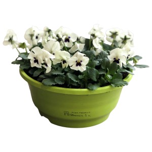 Szarvacskás árvácska színválaszték cserépben, kb. 25 cm magas, cserép átmérője kb. 21 cm. Ültetett tál kültéri használatra.