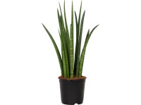 Anyósnyelv cserépátmérő: kb. 14 cm (Sanseveria cylindrica)
