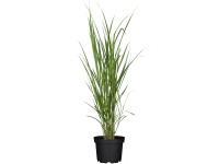 Grow by OBI japánfű cserép átmérő kb. 19 cm díszfű Miscanthus giganteus