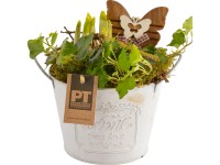 Kompozíció különböző tavaszi virágokkal cink vödörben cserépátmérő: kb. 15 cm