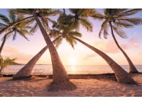 Komar vlies fotótapéta Reaching the Sun 400 cm x 250 cm