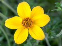 Feketéllő farkasfog cserépátmérő: kb. 11 cm Feketéllő farkasfog cserépátmérő: kb. 11 cm