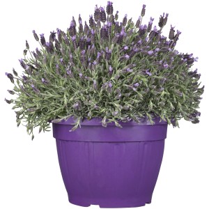 Bóbiskás levendula lila cserépben (kb. 35 cm Ø). Illatos, méhbarát növény.
