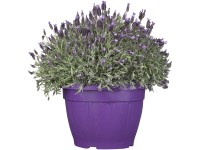 Bóbitás levendula ibolyakék cserépátmérő kb. 35 cm Lavandula stoechas