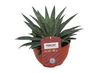 Kznsges agave Agava Americana