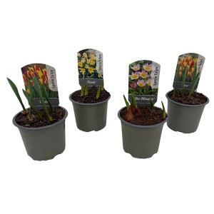 Négy cserép GROW by OBI tulipán (Tulipa Hybride) különböző virágszínekkel, tavaszi ültetésként.