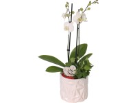 Orchidea kompozíció fehér kerámia kaspóban cserépátmérő: kb. 13 cm