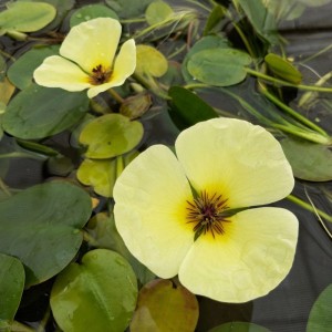 Vízi mák (Hydrocleys nymphoides) sárga virágokkal és kerek levelekkel a kerti tóban.
