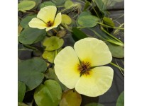 GROW by OBI vízipipacs cserép átmérője kb. 11 cm Hydrocleys nymphoides