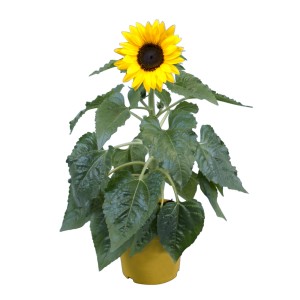 Sárga napraforgó cserépben (kb. 12 cm Ø) dekoratív szobanövényként.