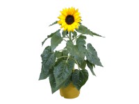 Sárga napraforgó cserépátmérő kb. 12 cm Sárga napraforgó cserépátmérő kb. 12 cm