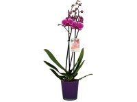 GROW by OBI lepkeorchidea rózsaszín kb. 60 cm - 70 cm Phalaenopsis