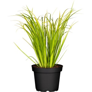 GROW by OBI Ogon kálmos cserépben, dísznövény zöld-sárga levelekkel.