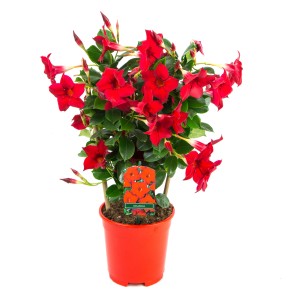 Dipladenia Sundevillea piros cserépben, támasztékkal, kb. 40-50 cm magas.