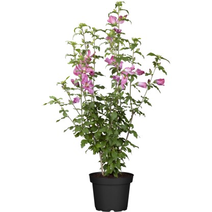 OBI kínai hibiszkusz rózsaszín magasság kb. 60 - 80 cm cserép kb. 5 l Hibiscus