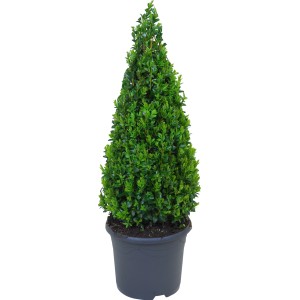 Buxus piramis cserépben, kb. 50-60 cm magas, ideális formázáshoz.