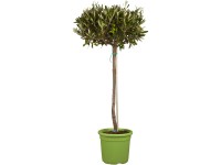 Olajfa magassága kb. 100-110 cm cserépátmérő kb. 20 cm Olea europaea Olajfa magassága kb. 100-110 cm cserépátmérő kb. 20 cm Olea europaea