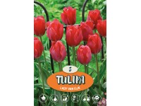 Tulipán 