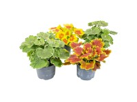 Álló muskátli válogatás cserépátmérő kb. 12 cm Pelargonium zonale Álló muskátli válogatás cserépátmérő kb. 12 cm Pelargonium zonale