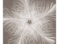 Komar vlies fotótapéta Federstern 300 cm x 250 cm Komar vlies fotótapéta Federstern 300 cm x 250 cm