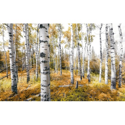 Vlies fotótapéta Colorful Aspenwoods 450 cm x 280 cm