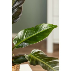 Philodendron 'Imperial Green' nagy, fényes zöld levelekkel cserépben.