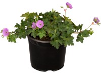 GROW by OBI piros gólyaorr kb. 10 cm - 20 cm Geranium sanguineum GROW by OBI piros gólyaorr kb. 10 cm - 20 cm Geranium sanguineum