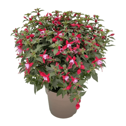 Fukszia bokor magasság kb. 40 cm cserépátmérő kb. 17 cm Fuchsia hybrida