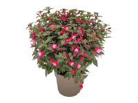 Fukszia bokor magasság kb. 40 cm cserépátmérő kb. 17 cm Fuchsia hybrida