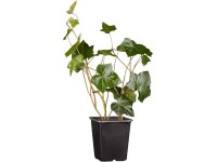 OBI ír borostyán cserépátmérő: kb. 9 cm Hedera OBI ír borostyán cserépátmérő: kb. 9 cm Hedera