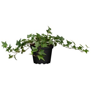 Borostyán (Hedera helix) cserépben, zöld levelek, kb. 10-20 cm magas. Talajtakaró és kúszónövény.