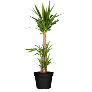 Yucca 'Tres Canas' pálmaliliom 3 törzzsel cserépben, kb. 110 cm magas. Dekoratív szobanövény.