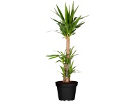 Tres Canas pálmaliliom 3 szár mag. kb. 110 cm cserép 27 cm Yukka elephantipes