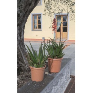 Amerikai agávé (Agave americana) cserépben, kb. 12-20 cm magas. Dekoratív cserepes növény.
