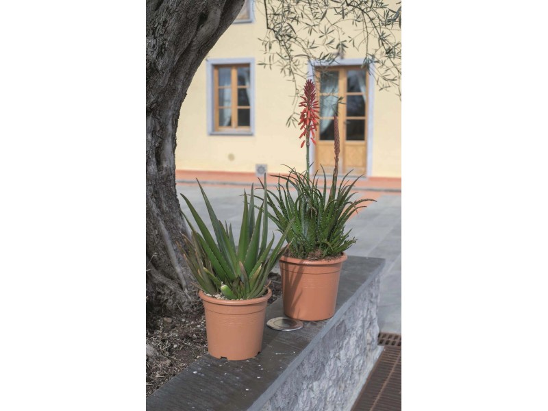 Közönséges agave Agava Americana vásárlása OBI