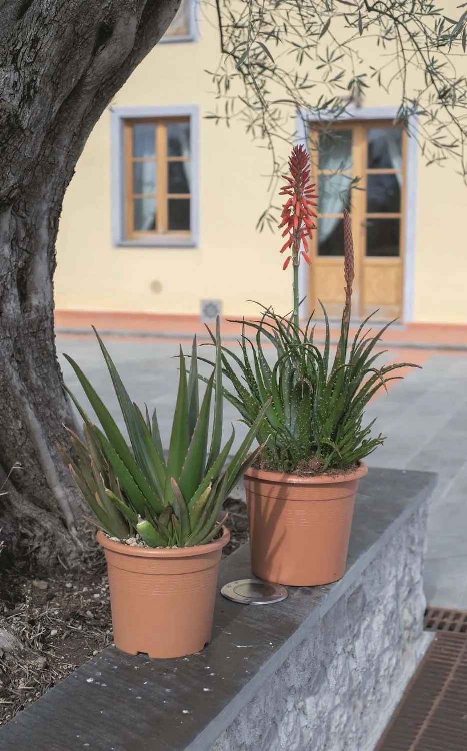 Kznsges agave Agava Americana