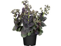 GROW by OBI kárpáti varjúháj 