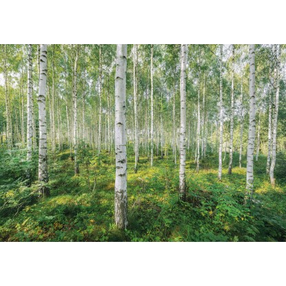 Komar fotótapéta Sunny Day 368 cm x 254 cm