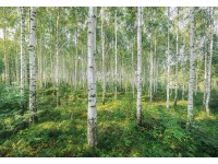 Komar fotótapéta Sunny Day 368 cm x 254 cm Komar fotótapéta Sunny Day 368 cm x 254 cm