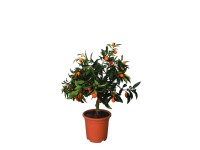 Kumquat 20 cm Kumquat 20 cm