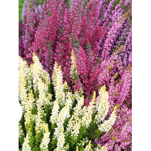 Csarab (Calluna vulgaris) különböző színekben, ideális őszi ültetéshez.