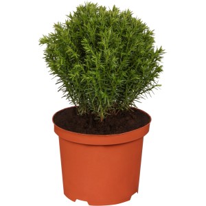 Gömb alakú Teddy tuja (Thuja) cserépben, kb. 5-10 cm magas. Törpe örökzöld növény cserépbe és ágyásba.