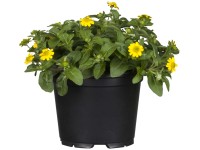 Tömpevirág (Sanvitalia procumbens) cserépátmérő kb. 12 cm sárga Tömpevirág (Sanvitalia procumbens) cserépátmérő kb. 12 cm sárga