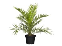 Kanári datolyapálma cserépátmérő kb. 17 cm Phoenix canariensis