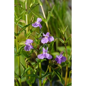 Közeli kép a lila bohócvirágról (Mimulus ringens) cserépben, egy gazdagon virágzó mocsári növény.
