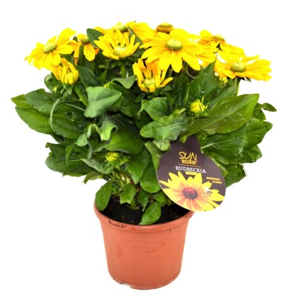 GROW by OBI borzas kúpvirág magasság kb. 32 cm Rudbeckia hibrid Sunbeckia