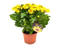 GROW by OBI borzas kúpvirág magasság kb. 32 cm Rudbeckia hibrid Sunbeckia